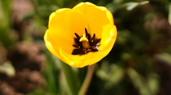 Velký Žlutý Tulipán Trávě — Stock fotografie