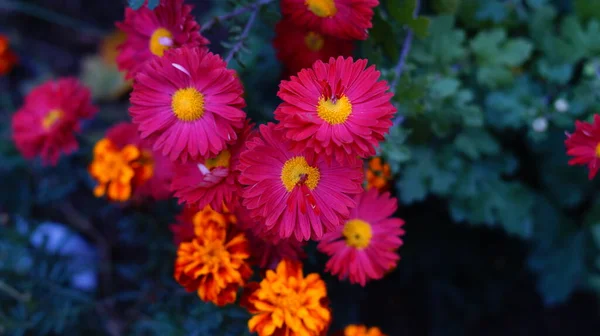 Gerberas Rose Vif Dans Jardin Parmi Les Feuilles Vertes — Photo