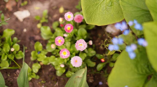 花园里灌木丛中的许多小而明亮的粉红色花朵 — 图库照片