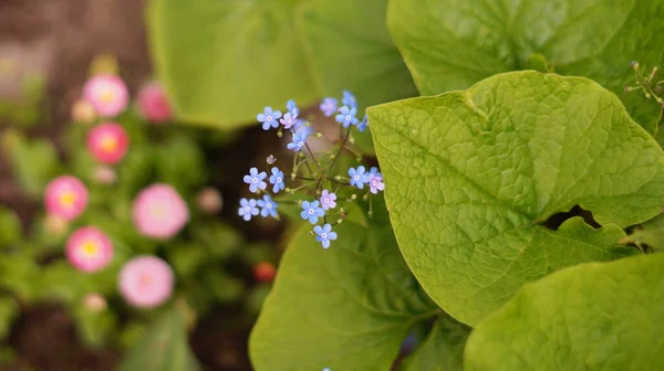 Grandes Feuilles Brillantes Avec Petites Fleurs Bleues — Photo