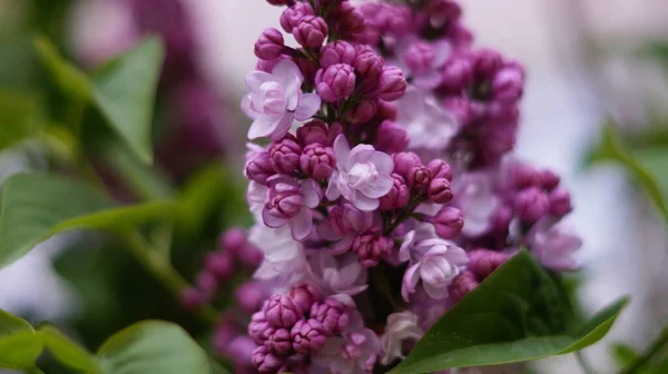 Bright Pink Lilac Branch Green Garden — Stock Photo, Image