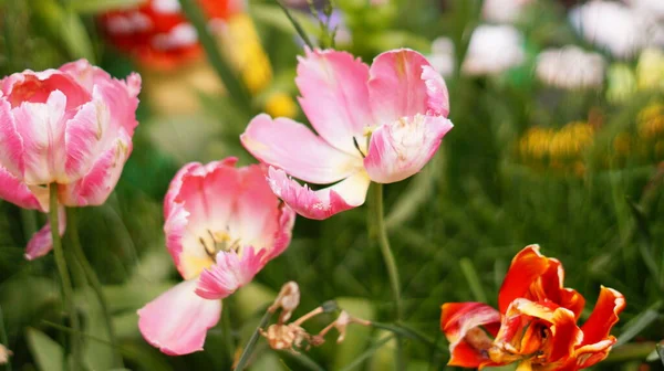 Jasné Květiny Tulipány Větru Zahradě — Stock fotografie