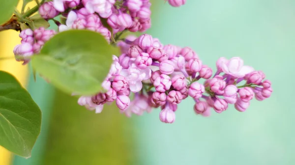 Ramo Lilás Rosa Brilhante Jardim Verde — Fotografia de Stock