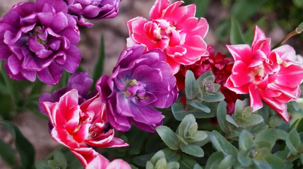 Jasne Różowe Fioletowe Zielone Kwiaty Ogrodzie Lecie — Zdjęcie stockowe