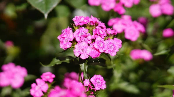 Muitas Pequenas Flores Cor Rosa Lugar — Fotografia de Stock