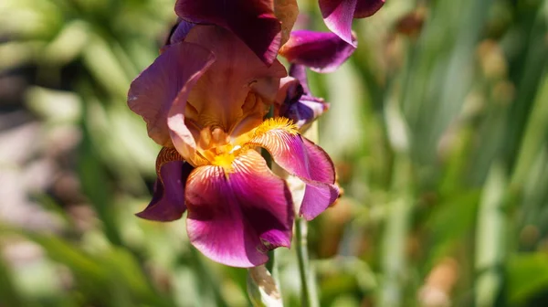 Flor Snapdragon Brilhante Macro — Fotografia de Stock