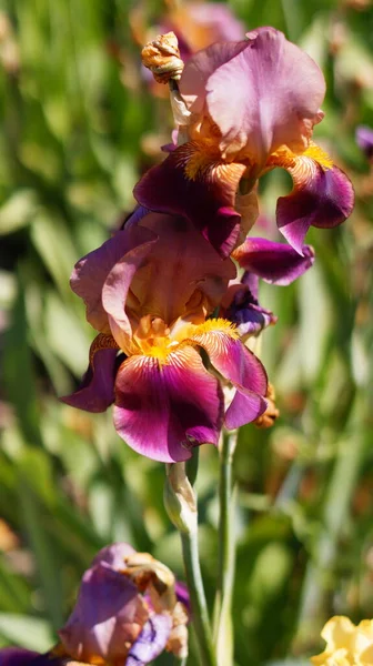 Flor Snapdragon Brilhante Macro — Fotografia de Stock