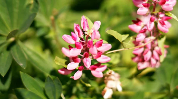 Pink Flowers Cercis Green Leaf — Stock Photo, Image