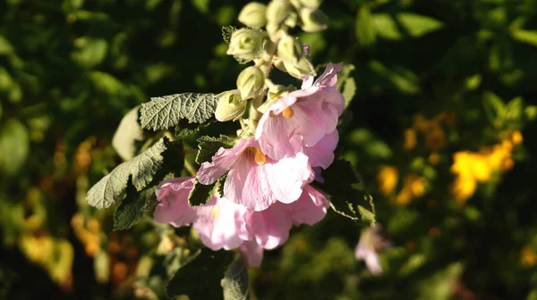 Güneşin altında yeşilli üç pembe çiçek