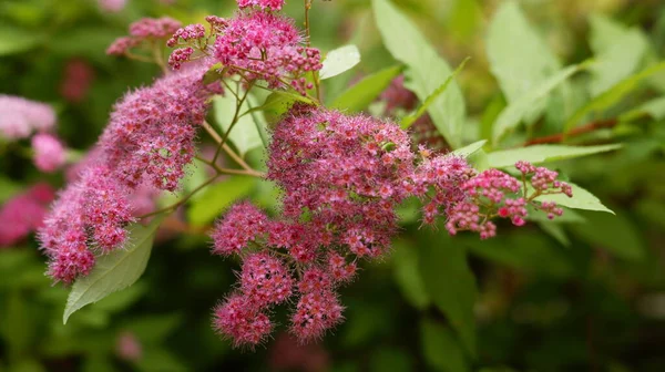 緑の茂みの小さな明るいピンクの野の花 — ストック写真