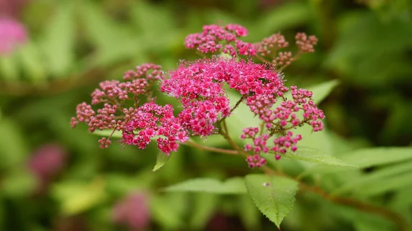 Petites Fleurs Sauvages Rose Vif Dans Les Buissons Verts — Photo