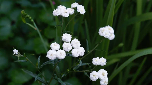 Petites Fleurs Blanches Feuilles Vertes — Photo