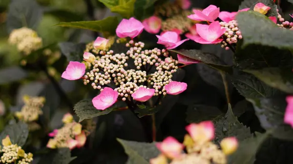 Bouquet Petites Fleurs Roses — Photo