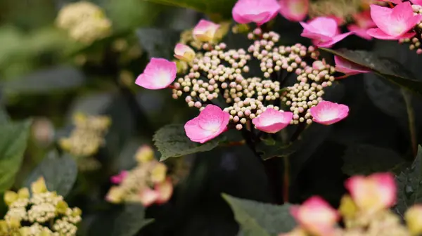 Mazzo Piccoli Fiori Rosa — Foto Stock