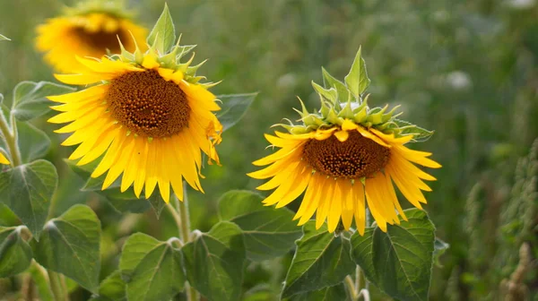 Many Bright Yellow Sunflowers Growing Field — Stock Photo, Image