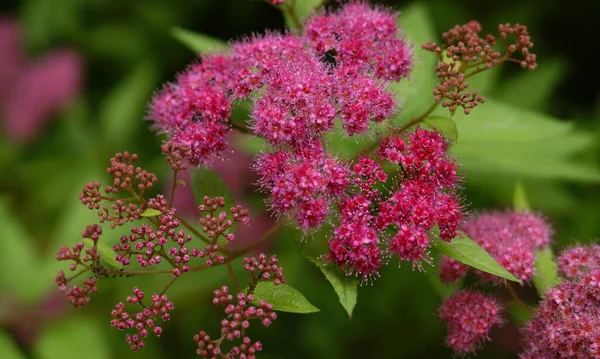 Маленькі Яскраво Рожеві Дикі Квіти Зелених Кущах — стокове фото