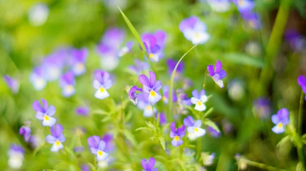 Small flowers pansies in the grass — Stock Image Small Flowers Pansies Grass Royalty Free Stock Images