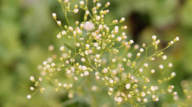 Makroda küçük yeşil çalı ve küçük beyaz çiçekler.