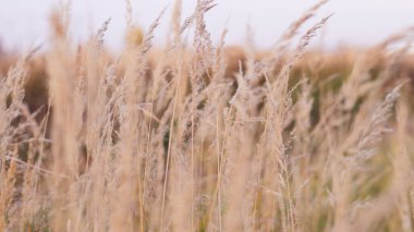 yeşil çimenler ve makroda uzun yapraklar