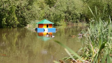 Ördekli bir göl ve bir ördek evi