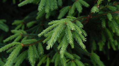 Ağaçtaki parlak yeşil iğneler