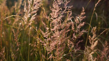 Güneşin altındaki bir çayırda bitkiler
