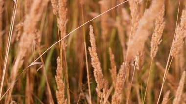 Sonbahar tarlası bitkileri akşam batımında