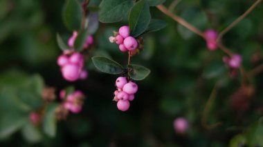Yeşil yapraklı bir dalda güzel, pembe bir meyve.
