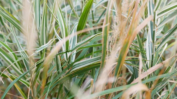 green field grass with long leaves in macro