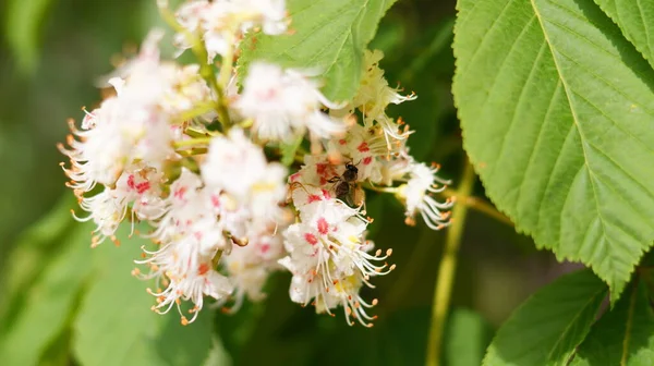 Gesztenyefa Virágzik Napon Egy Méh — Stock Fotó