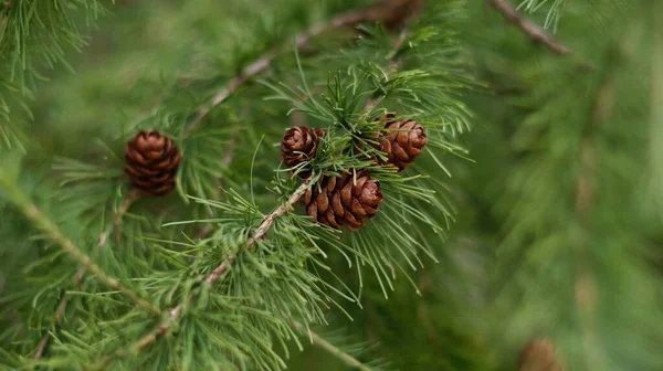 Beautiful Cones Fir Trees Forest — Stock Photo, Image