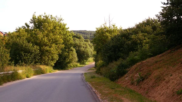 Camino Que Conduce Bosque Los Árboles Con Arbustos —  Fotos de Stock