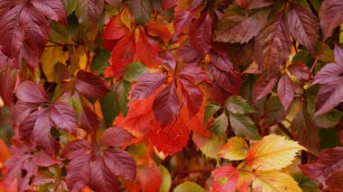 parlak sonbahar yapraklarının makrodaki arkaplanı
