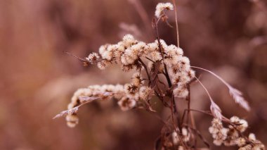 # Ormandaki vahşi bitki # # Makroda kahverengi renkli #