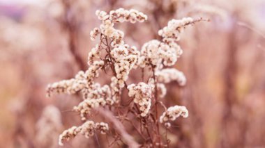 # Ormandaki vahşi bitki # # Makroda kahverengi renkli #