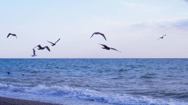 Birçok martı denizin üzerinde ve ufukta uçar.