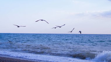 Birçok martı denizin üzerinde ve ufukta uçar.
