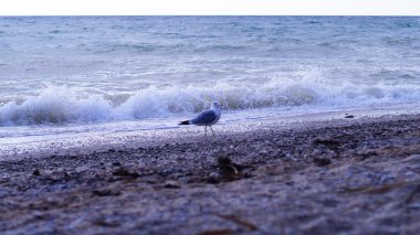 Gün batımında deniz kenarında bir martı.