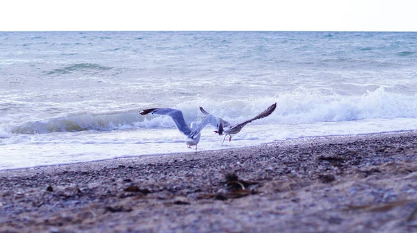 Several Seagulls Sea Sunset — Stock Photo, Image