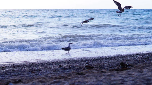 Several Seagulls Sea Sunset — Stock Photo, Image