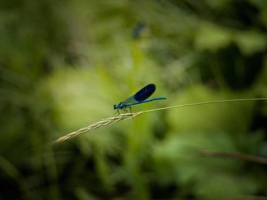   Yaz havası, güzel yusufçuk. 