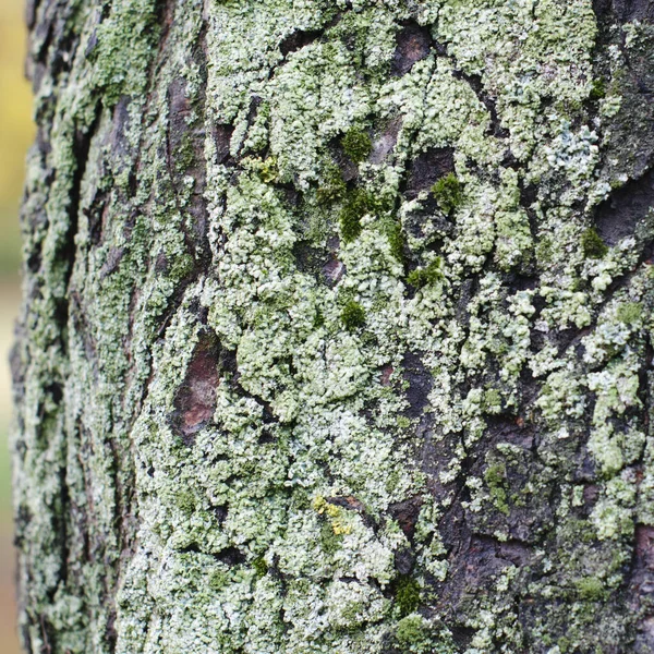 Drzewo Szczeka Mchem Zbliżenie — Zdjęcie stockowe