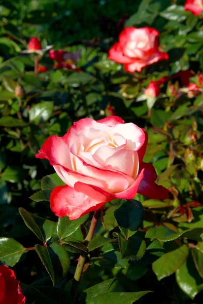 Rosas vermelho-brancas — Fotografia de Stock