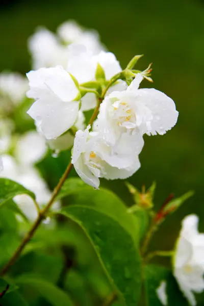 Su damlalı beyaz çiçek — Stok fotoğraf