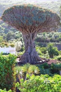 Dragon-ağacı, Tenerife, İspanya