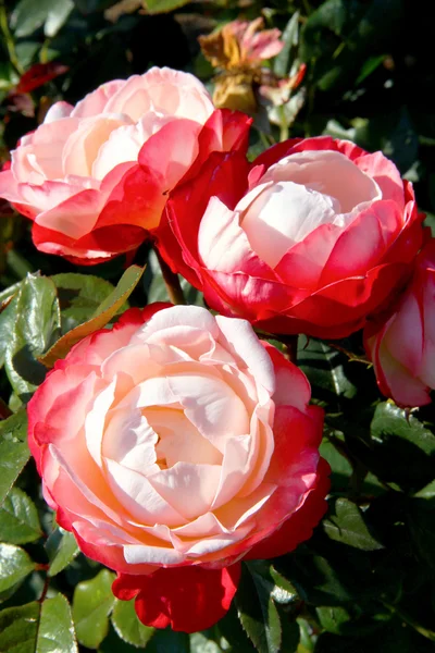 Κόκκινο-λευκό τριαντάφυλλα — Φωτογραφία Αρχείου