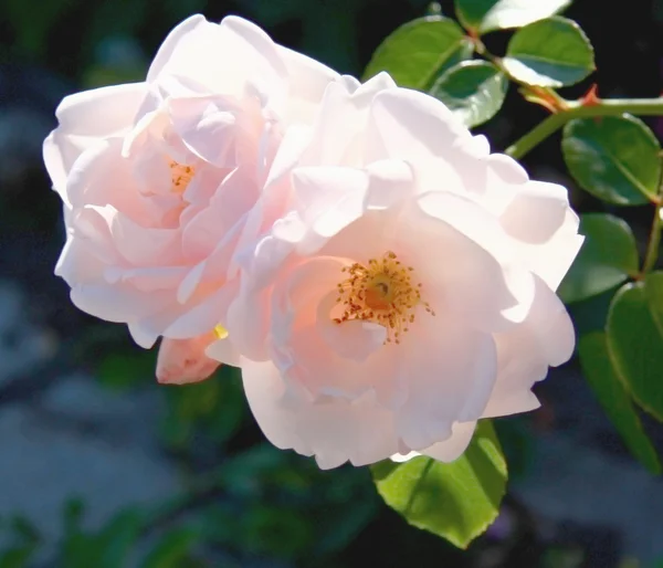 Pinkit ruusut — kuvapankkivalokuva