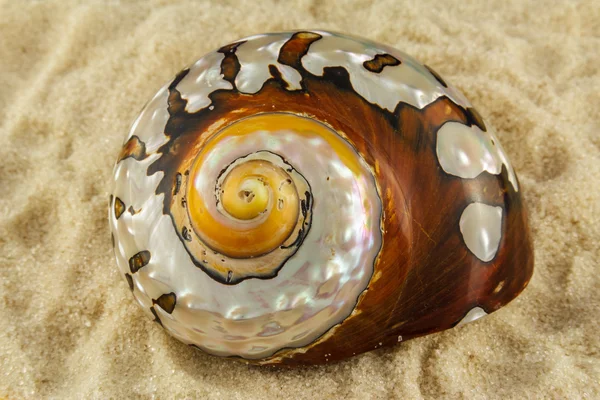 砂の上の大きな貝殻 — ストック写真