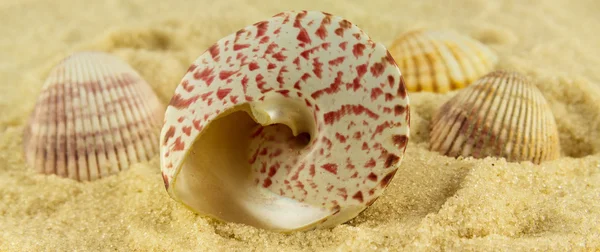 Conjunto de conchas na areia — Fotografia de Stock