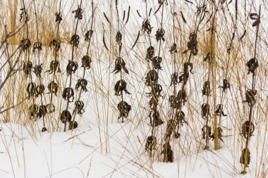 Solmuş kış çimen, kararmış yaprakları